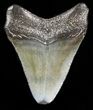 Juvenile Megalodon Tooth - South Carolina #45832-1
